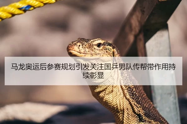 马龙奥运后参赛规划引发关注国乒男队传帮带作用持续彰显